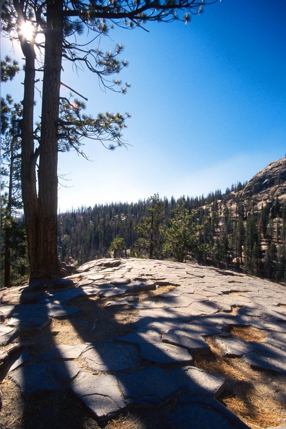 Free Image of Sun Shines Through Trees on Mountain Top 