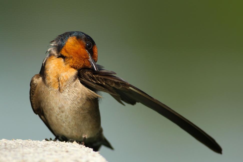 Free Image of Small Bird Perched on Top of a Rock 