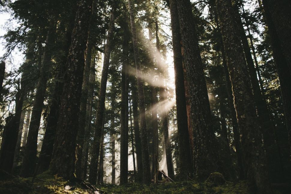 Free Image of Sun Shines Through Trees in the Forest 