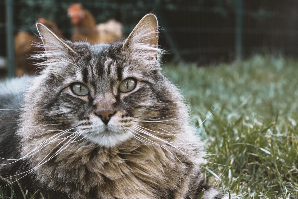 Free Image of Long Haired Cat Laying in Grass 