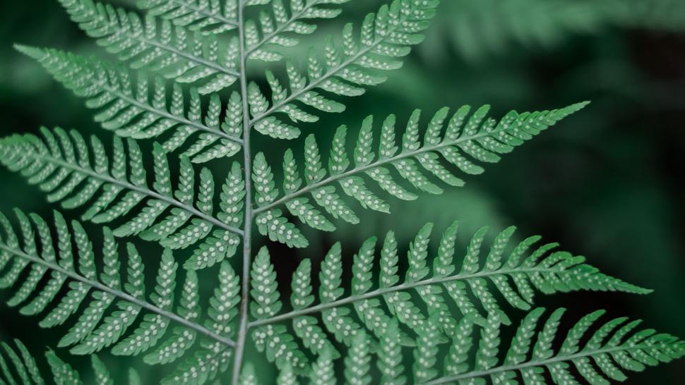 Free Image of Close Up of a Green Leaf With Water Droplets 