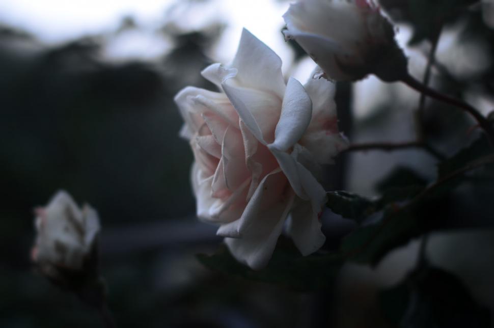 Free Image of Monochrome Rose in Bloom 