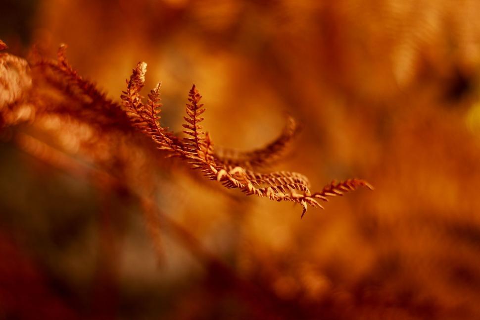 Free Image of Close Up of Plant With Blurry Background 