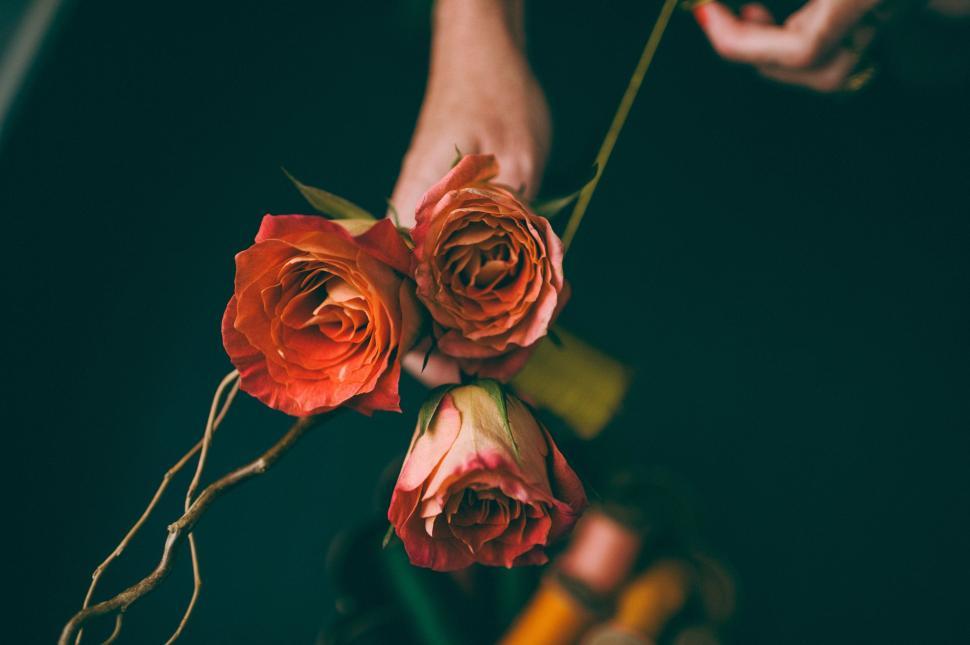 Free Image of Person Holding a Bunch of Red Roses 