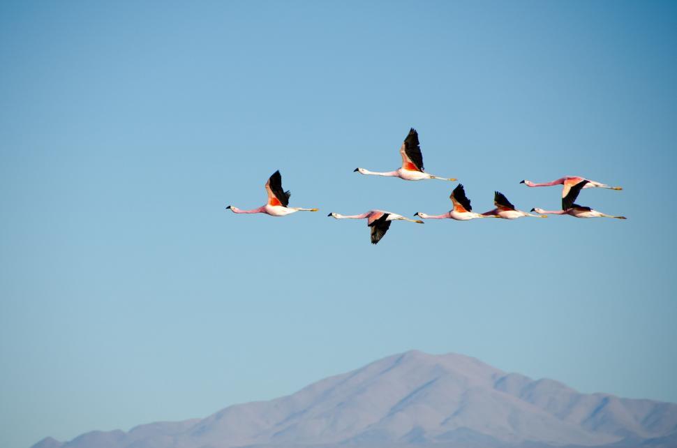 Free Image of Birds Flying Over Mountain 