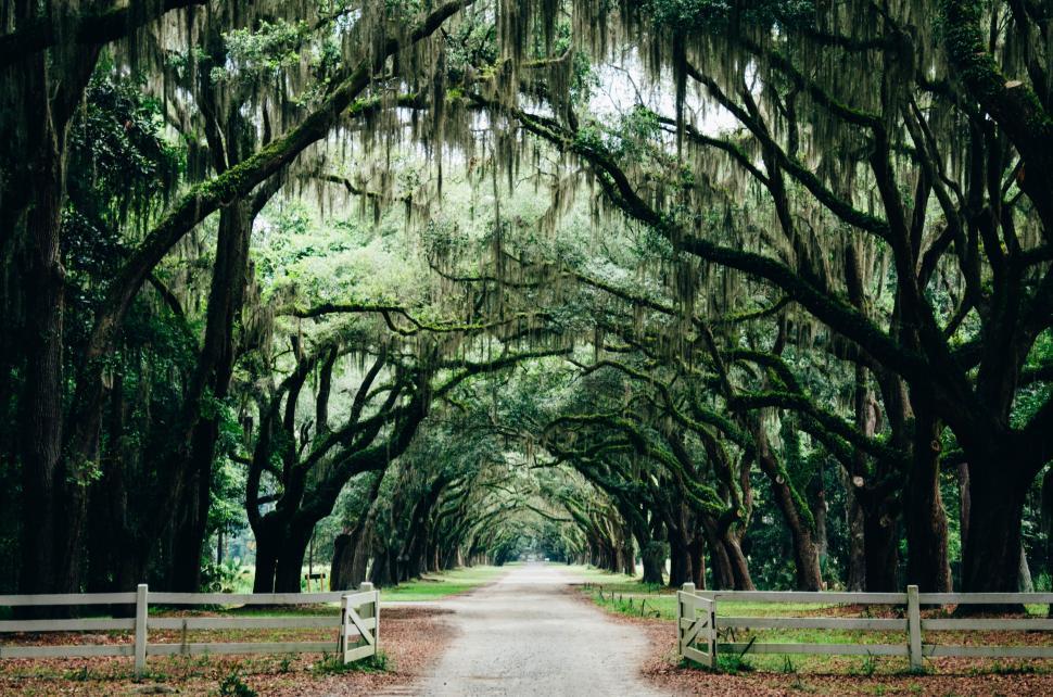 Free Image of Tree-Lined Roadway in Rural Area 