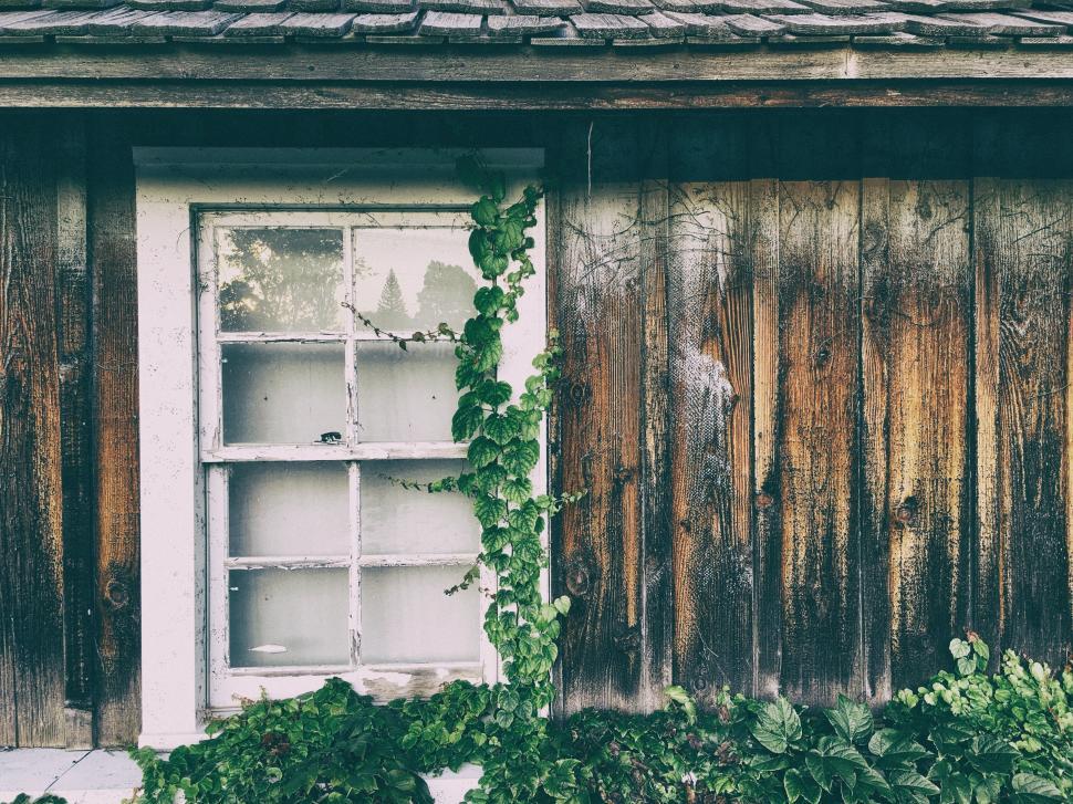 Free Image of Window With Vines Growing 