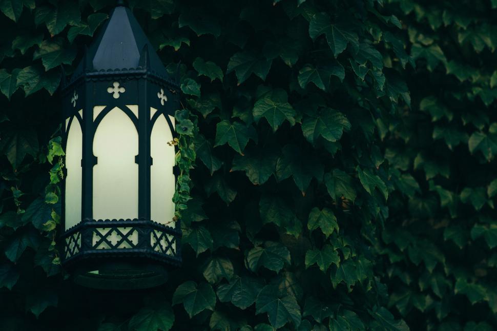 Free Image of Street Light Among Green Leaves 