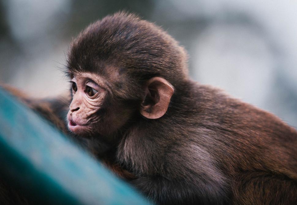Free Image of Small Monkey Sitting on Top of Blue Object 