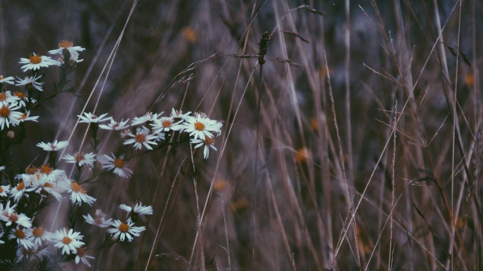 Free Image of White Daisies in a Field 