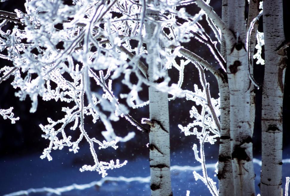 Free Image of Snow-Covered Trees Next to Forest 