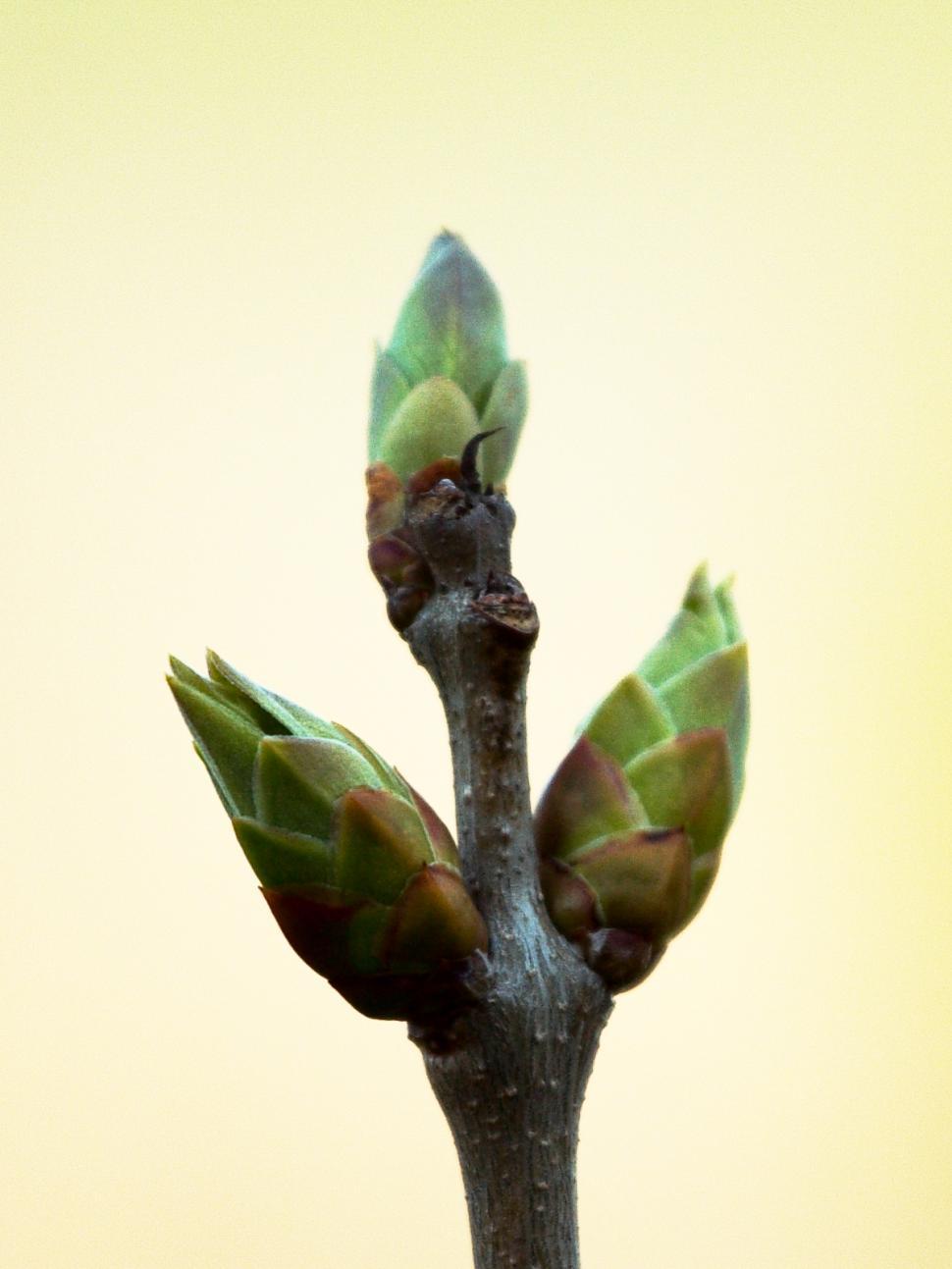 Free Image of Buds 