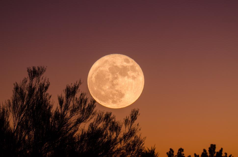 Free Image of Full Moon Peeking Through Trees 