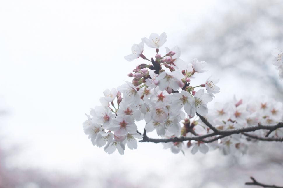 Free Image of Branch With White Flowers 