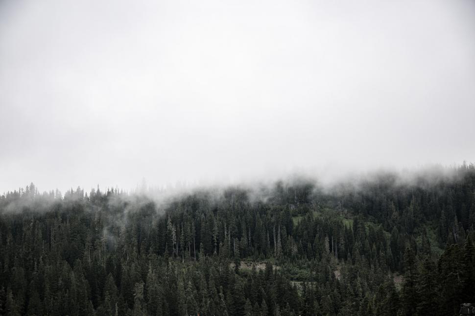 Free Image of Majestic Black and White Forest 