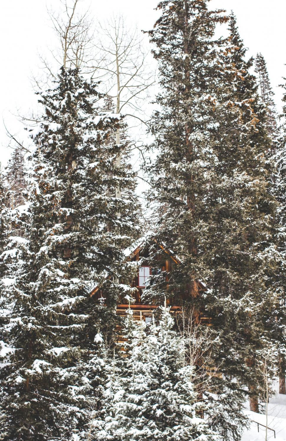 Free Image of Snow-Covered Cabin in the Woods 