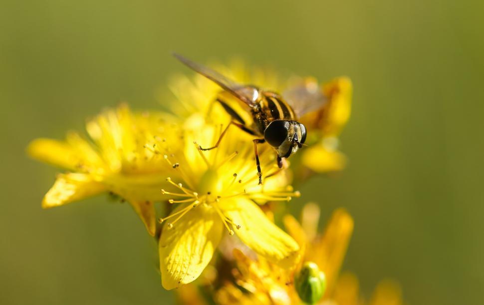 Free Image of Bee Feeding on Yellow Flower Petal 