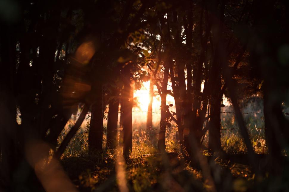 Free Image of Sun Shining Through Trees in Woods 