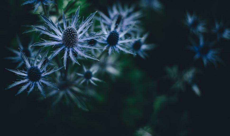Free Image of Close-Up of a Bunch of Flowers 