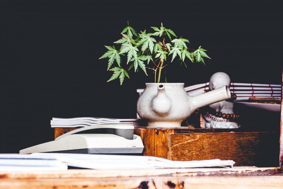 Free Image of Potted Plant on Wooden Box 
