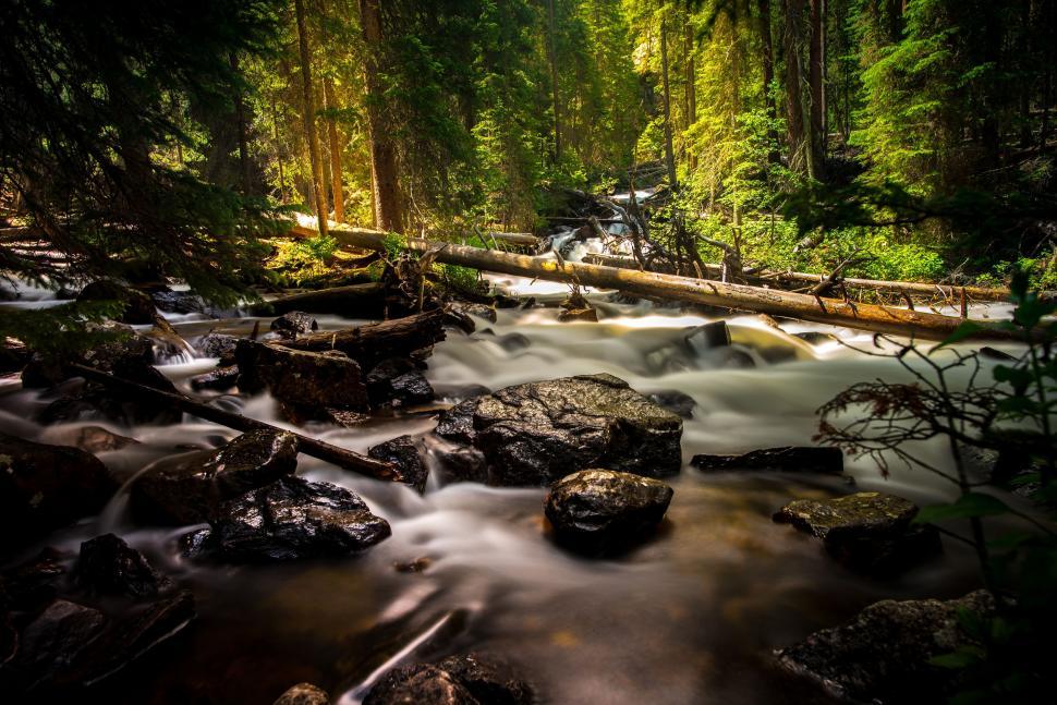 Free Image of Stream Flowing Through Lush Green Forest 