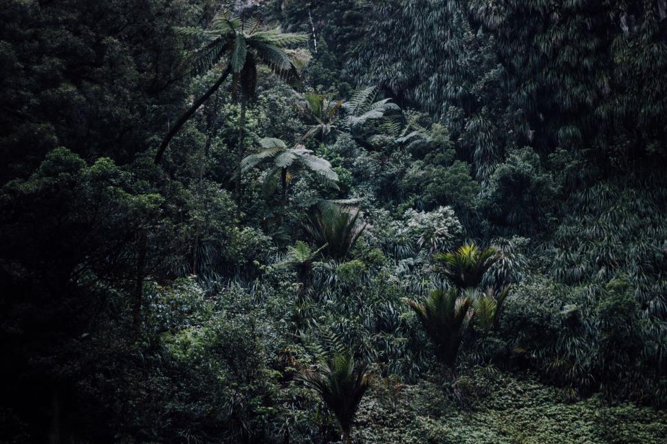 Free Image of Dense Forest Landscape in Black and White 