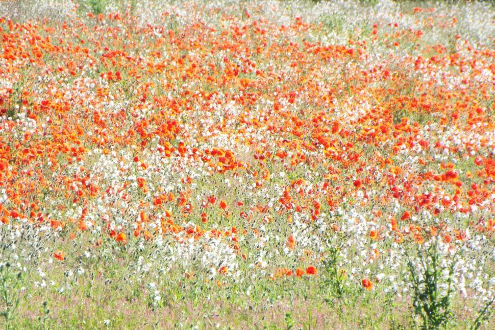 Free Image of Field of Red and White Flowers 