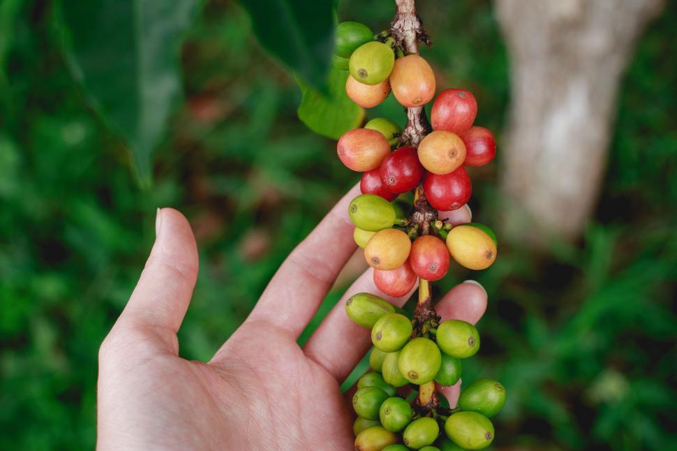 Free Image of Hand Holding a Bunch of Berries 