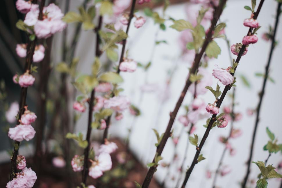 Free Image of Cluster of Pink Flowers on Tree 