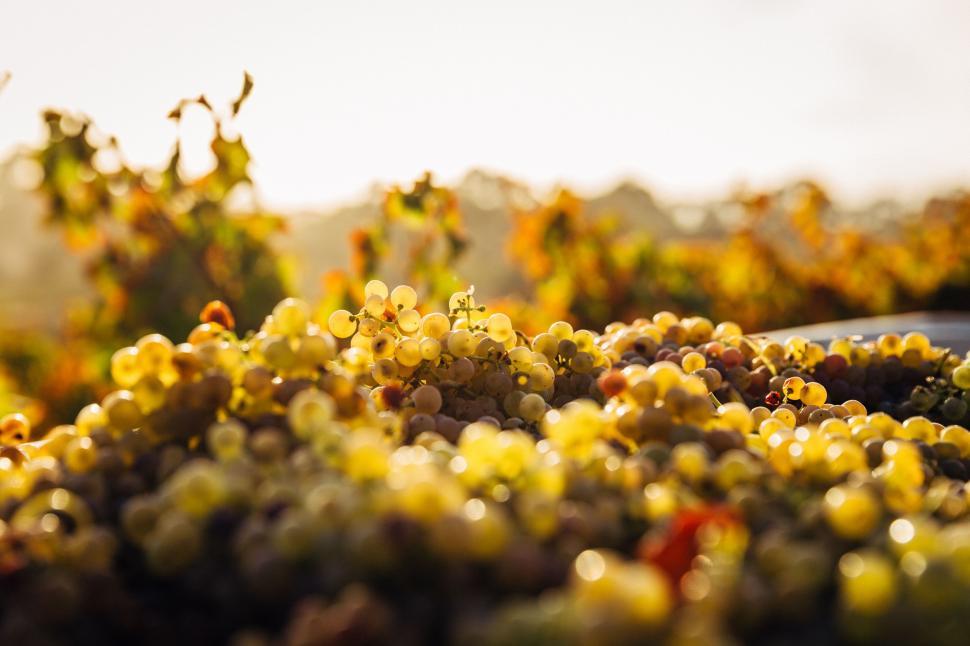 Free Image of Close Up of Yellow Flowers 