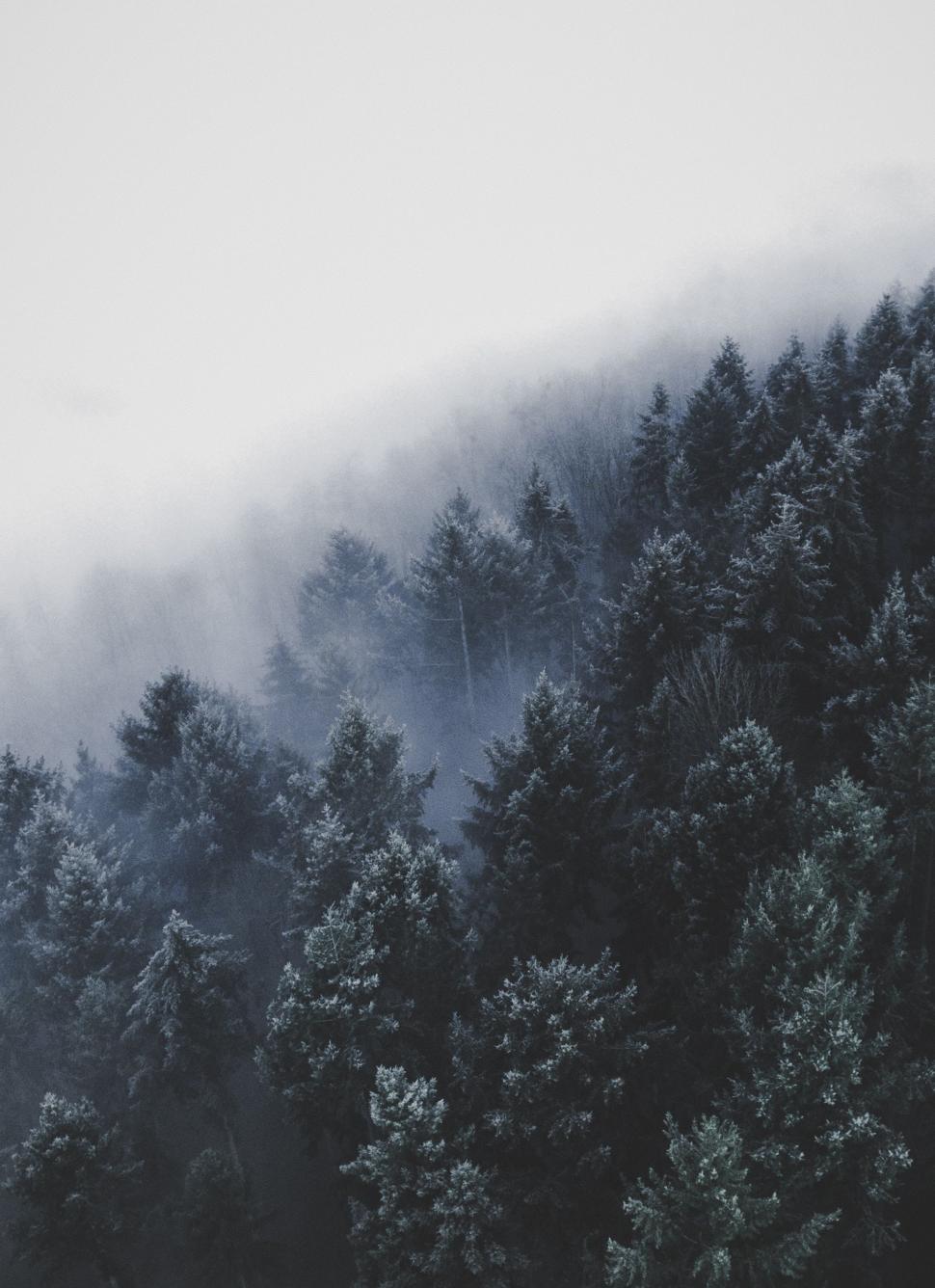 Free Image of Misty Forest in Black and White 