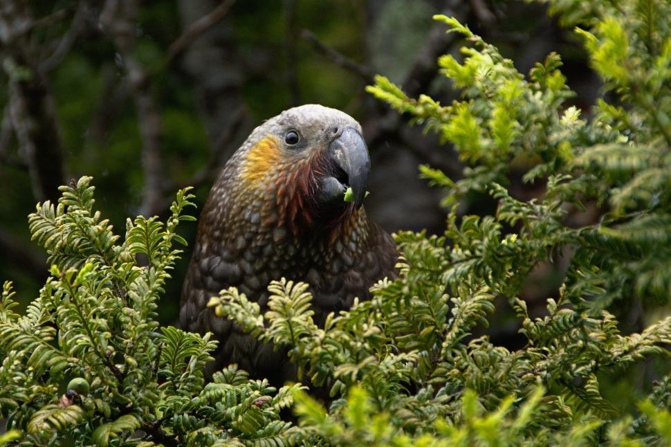Free Image of Bird Sitting in Tree Surrounded by Green Leaves 