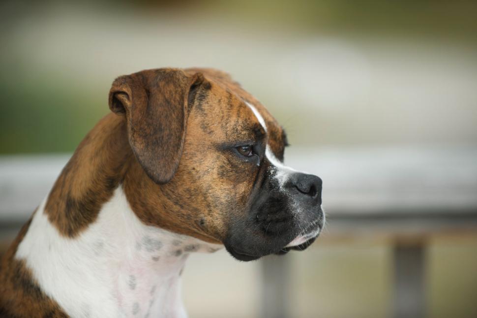Free Image of Close Up of Dog With Blurry Background 