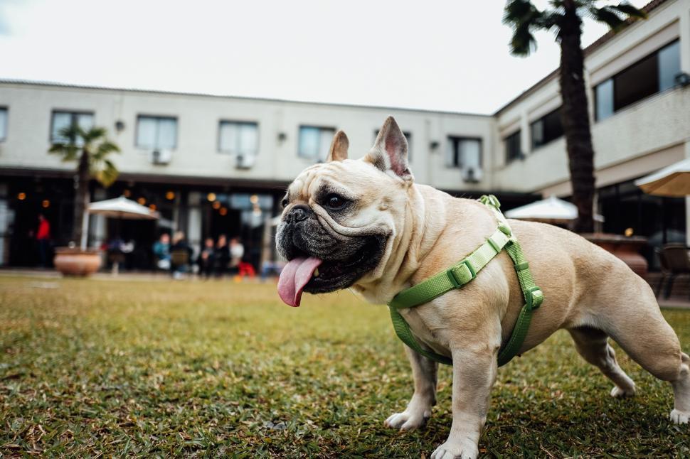 Free Image of Dog Standing on Top of Lush Green Field 