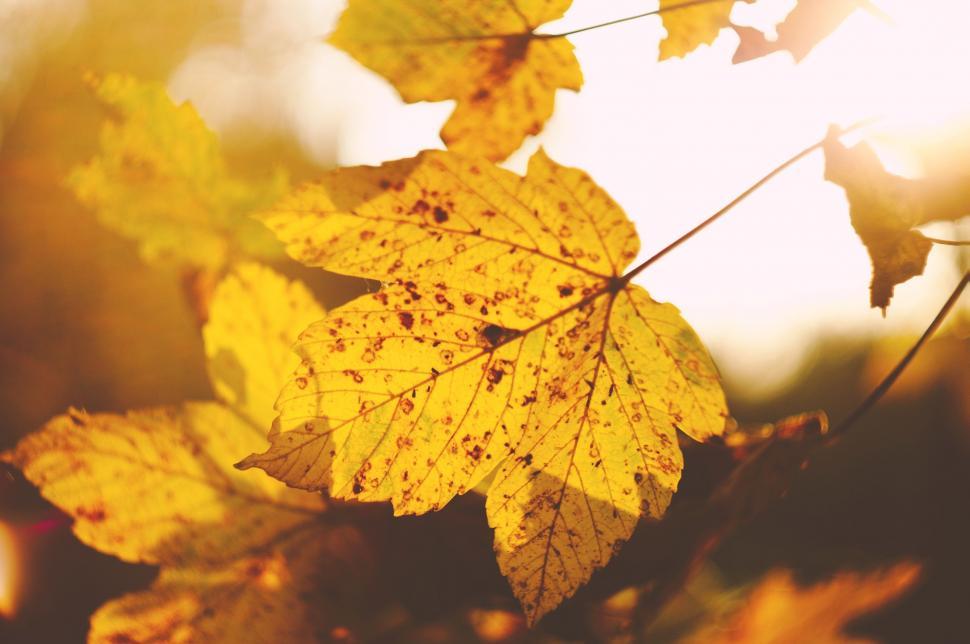 Free Image of Close-Up of a Yellow Leaf on a Tree 