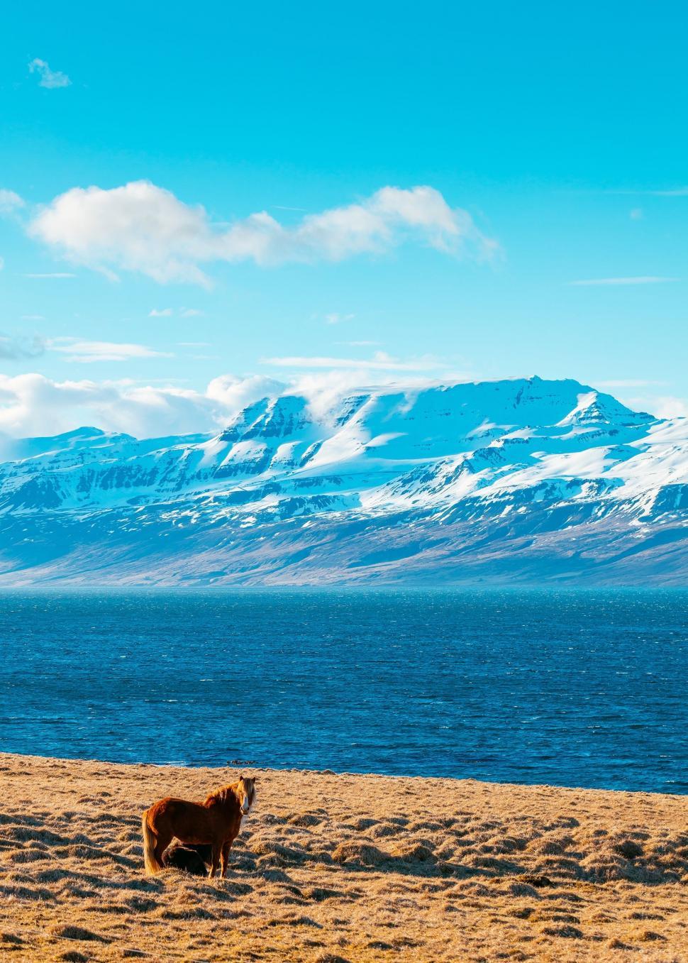Free Image of Two Animals Standing on Sandy Beach 