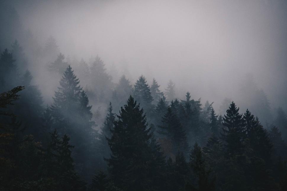 Free Image of Foggy Forest in Black and White 