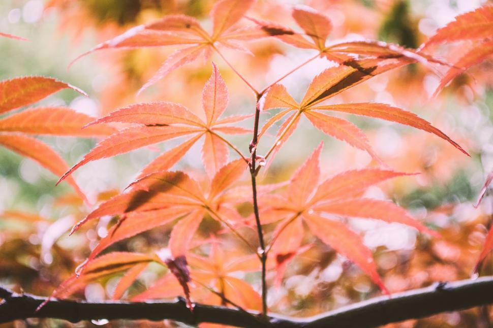 Free Image of Close Up of Tree Branch With Leaves 