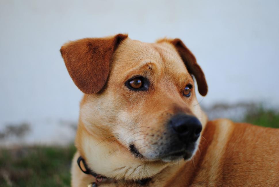 Free Image of Dog Laying in Grass 