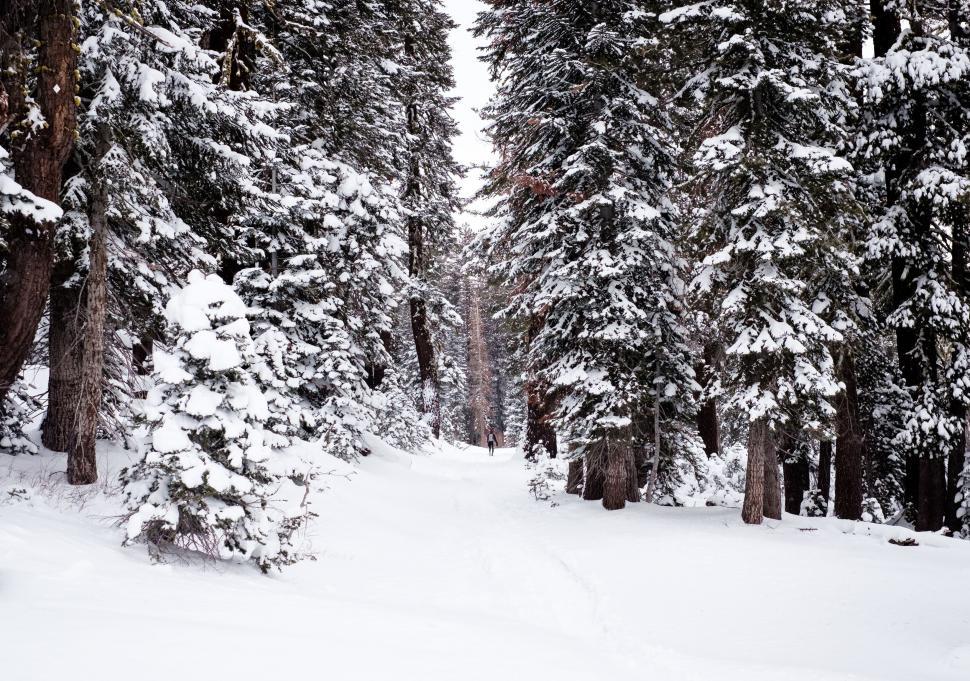 Free Image of Man Skiing Down Snowy Slope 