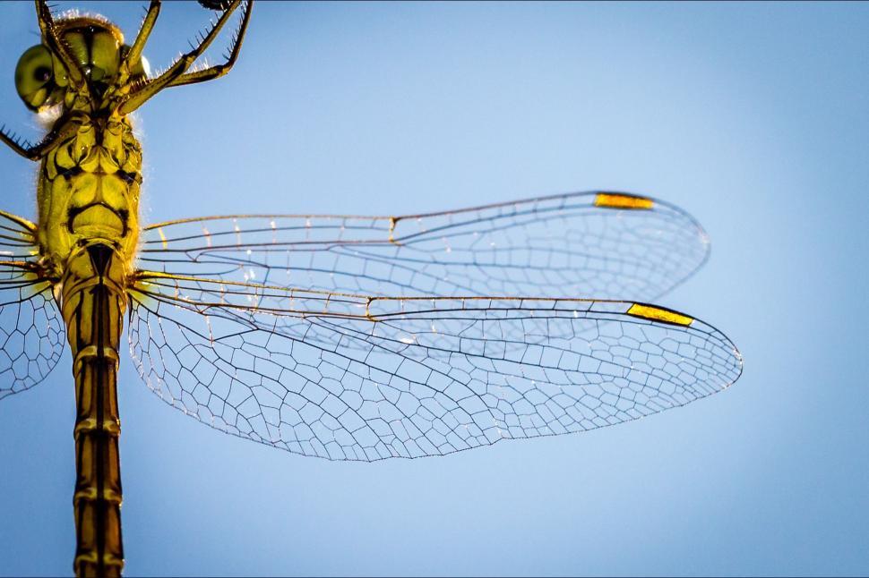 Free Image of Yellow Dragonfly Perched on Metal Pole 