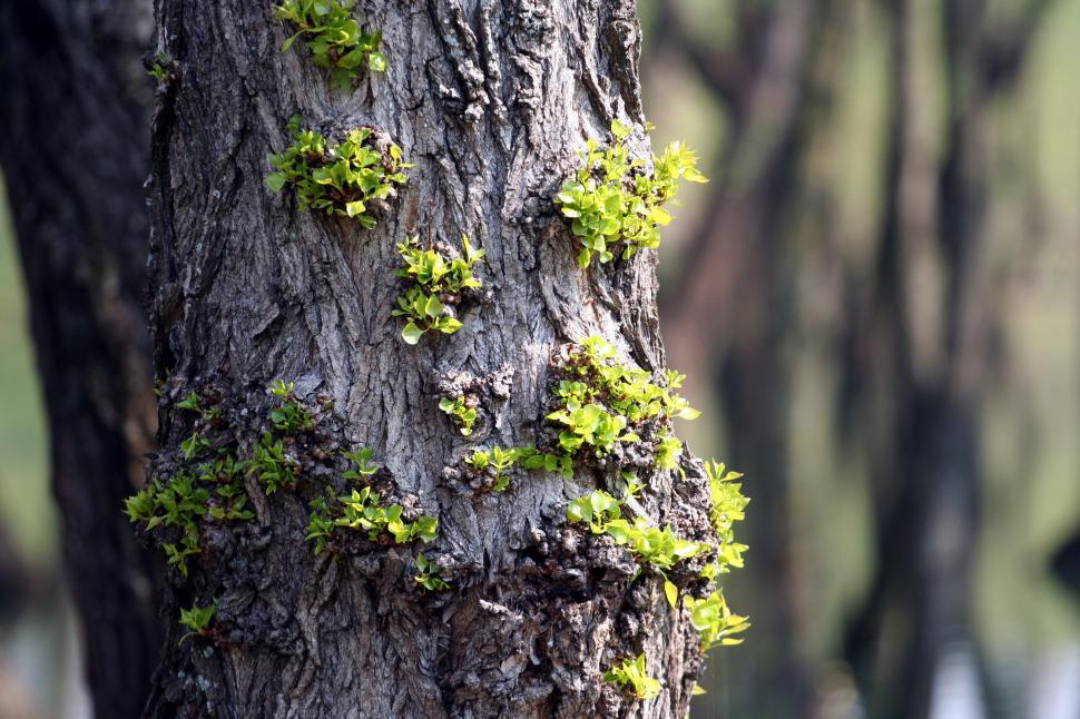 Free Image of Green leafs 