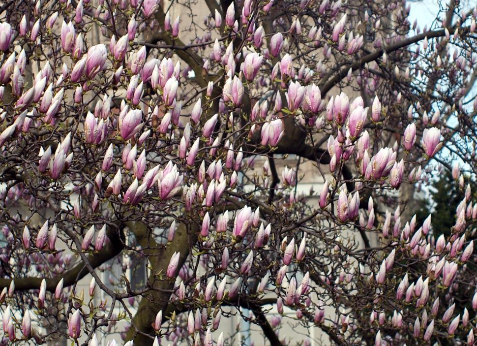 Free Image of Magnolia flowers 