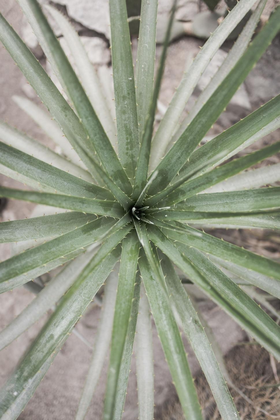 Free Image of Lush Green Plant With Abundant Leaves 