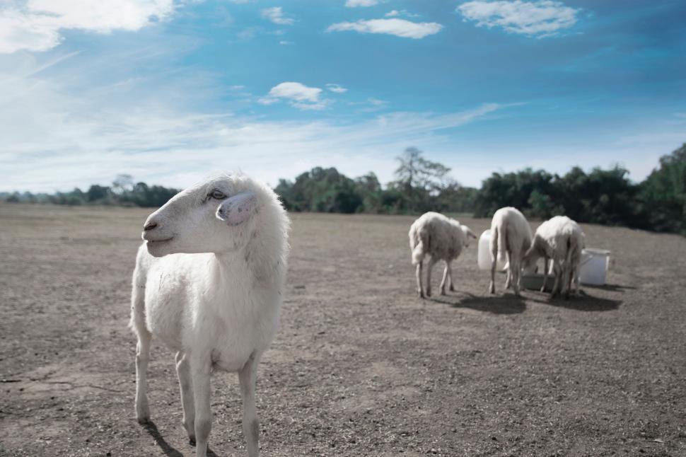 Free Image of A Herd of Sheep Standing on Top of a Dry Grass Field 