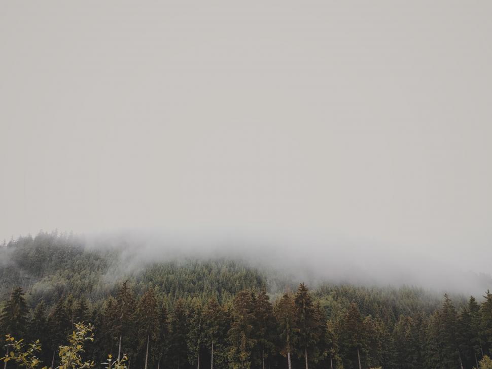 Free Image of Black and White Photo of a Forest 