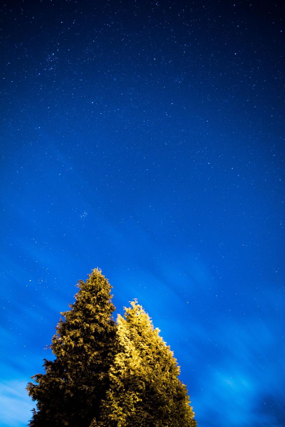 Free Image of Starry Night Sky Above Tree 
