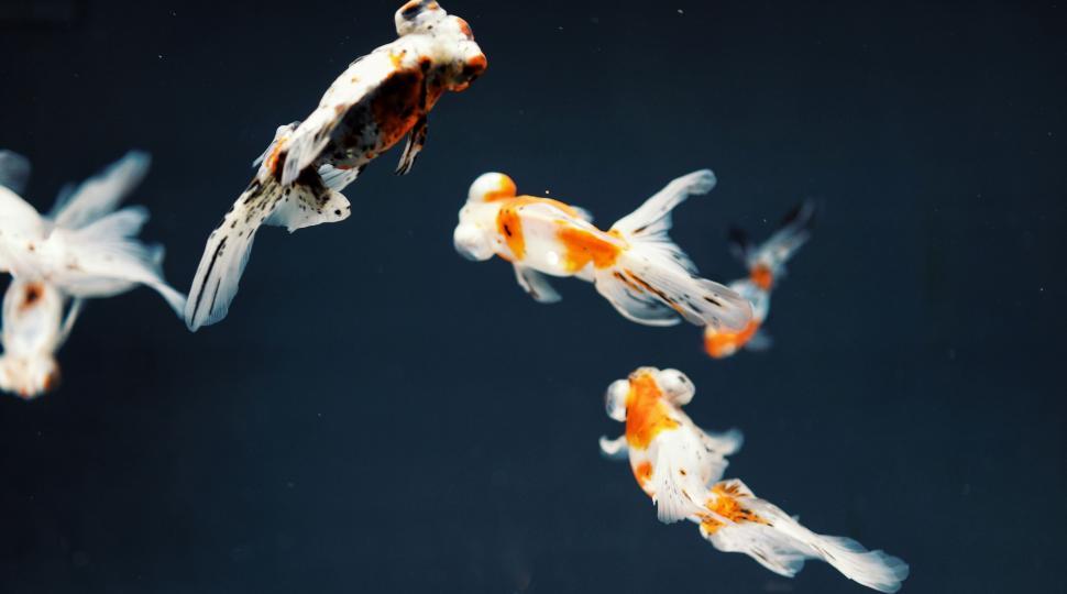 Free Image of Group of Fish Swimming in a Pond 