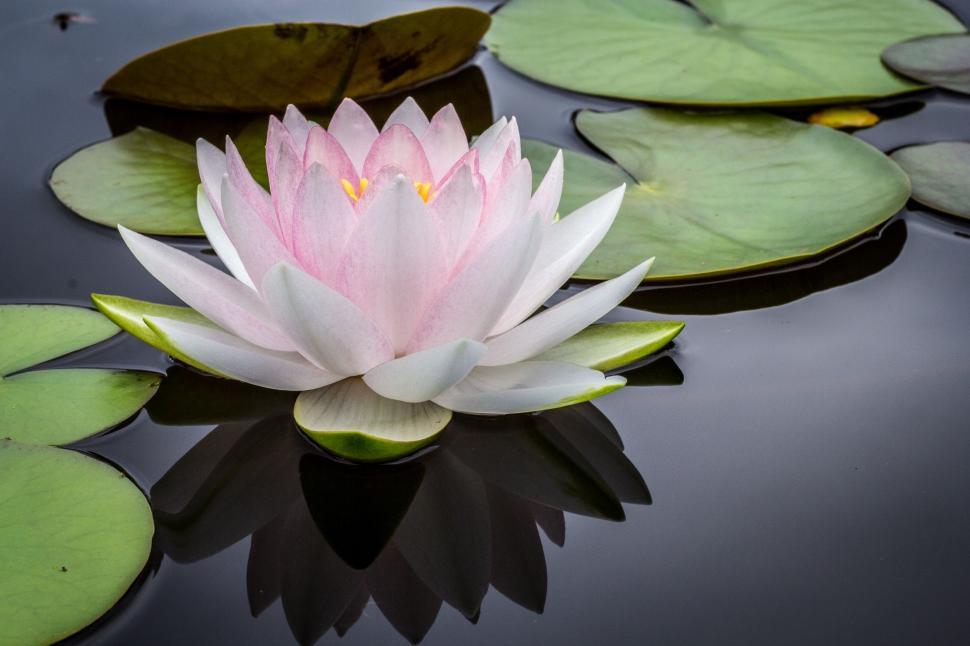 Free Image of Pink Water Lily Blooming in Pond With Lily Pads 