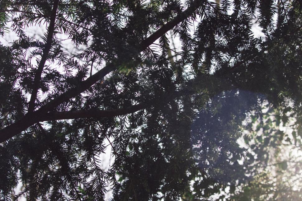 Free Image of Sun Shines Through Branches of Tree 
